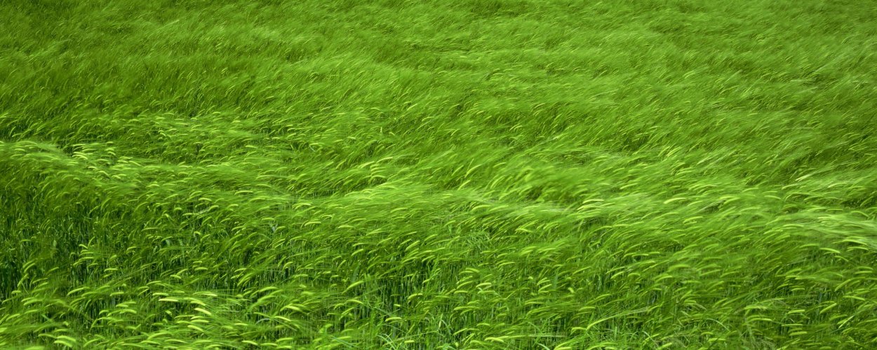 Трава gif