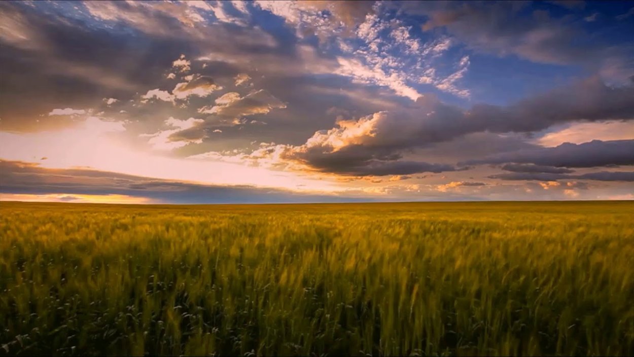 Пшеничное поле