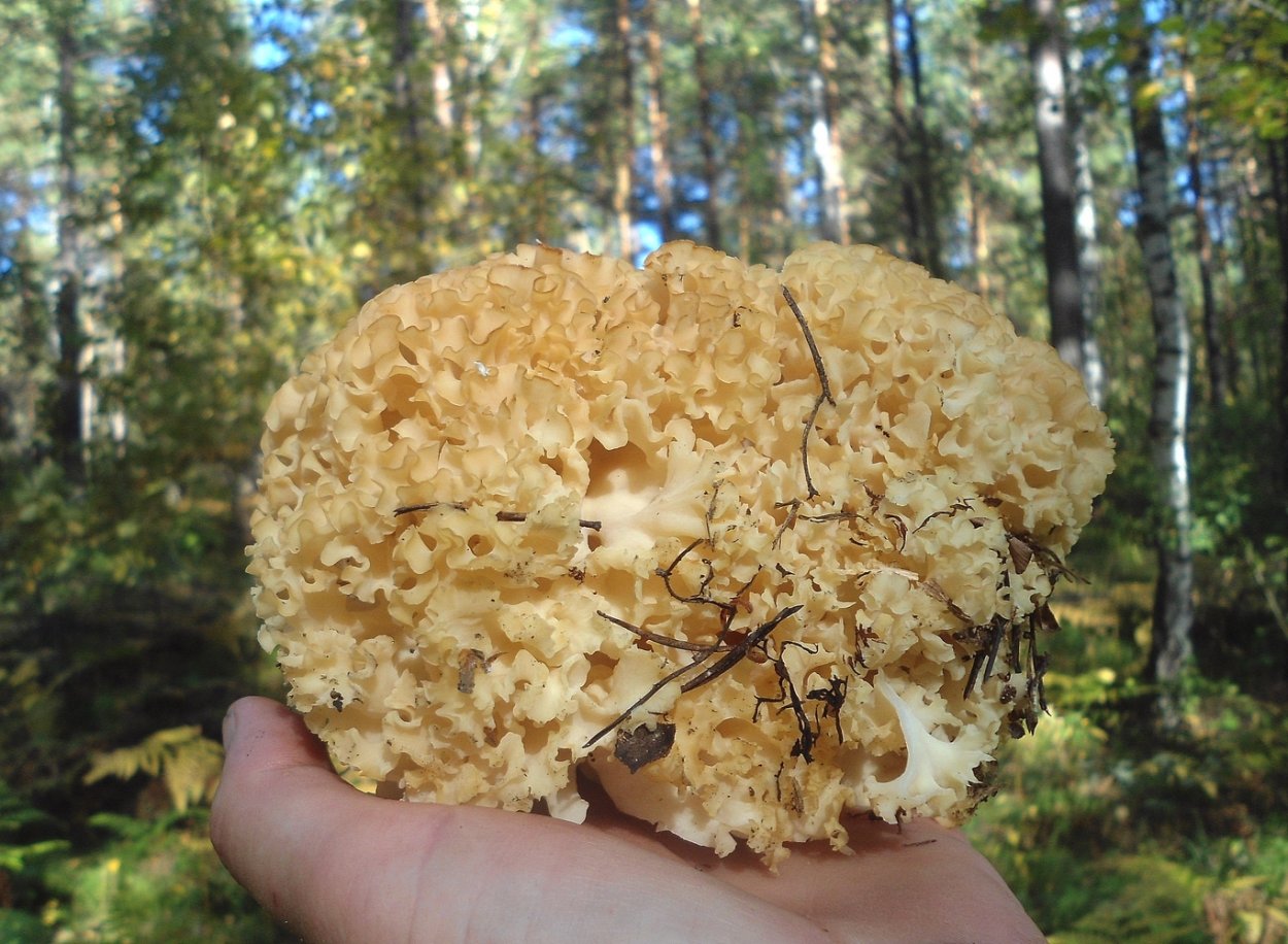 Сморчковая шапочка бурая