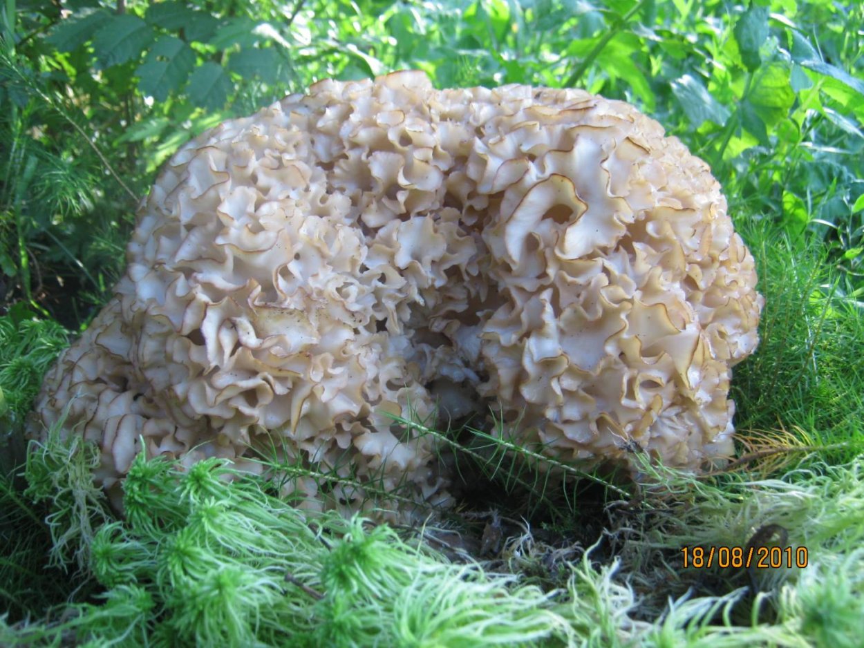 Спарассис Короткопалый