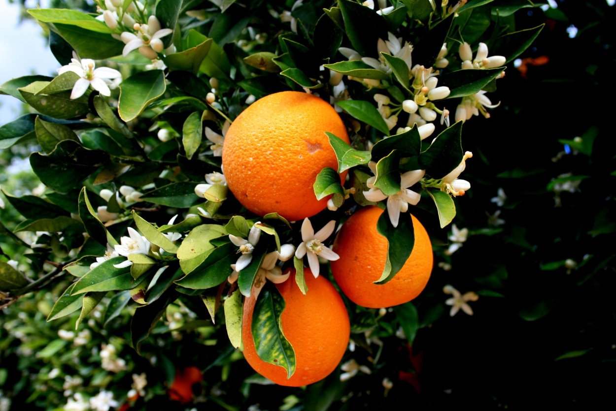 Грейпфрут Botanical