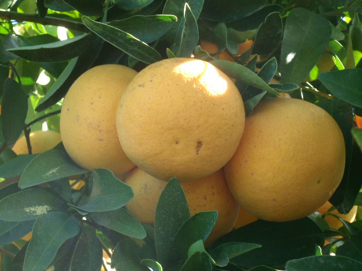 Marsh seedless Citrus Paradisi