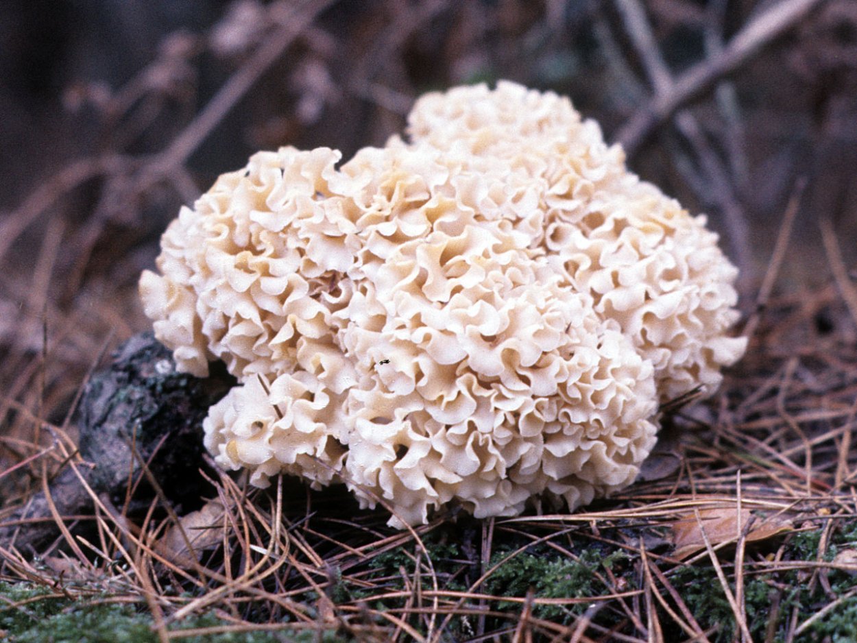 Sparassis brevipes