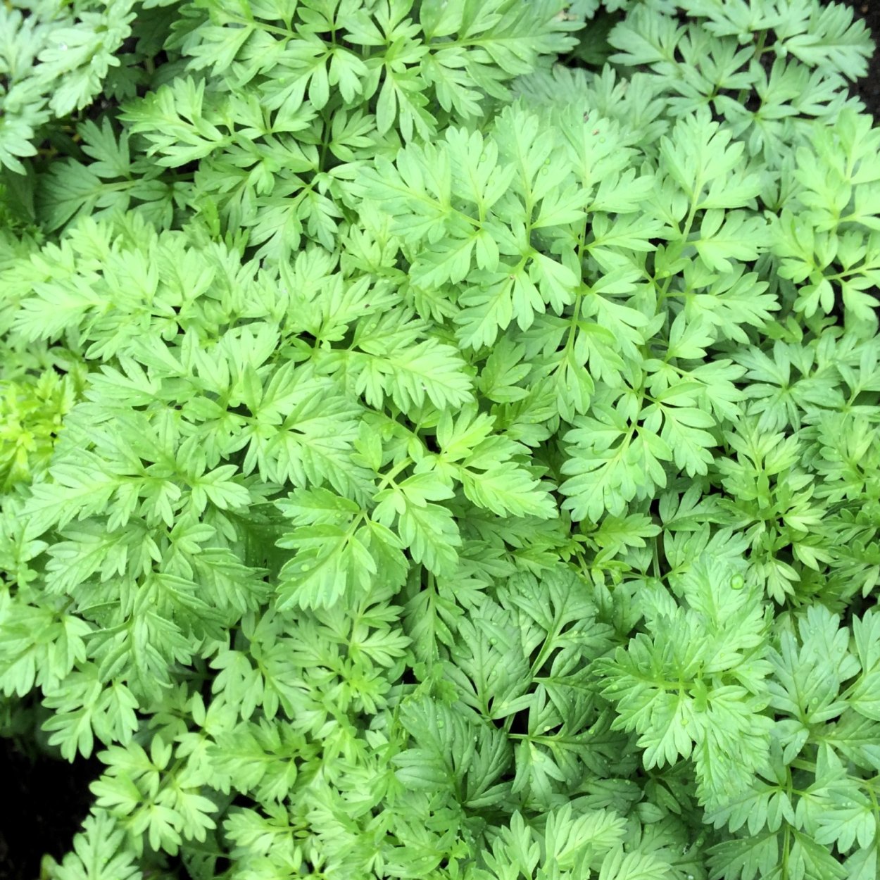 Кервель ажурный ( Anthriscus cerefolium)