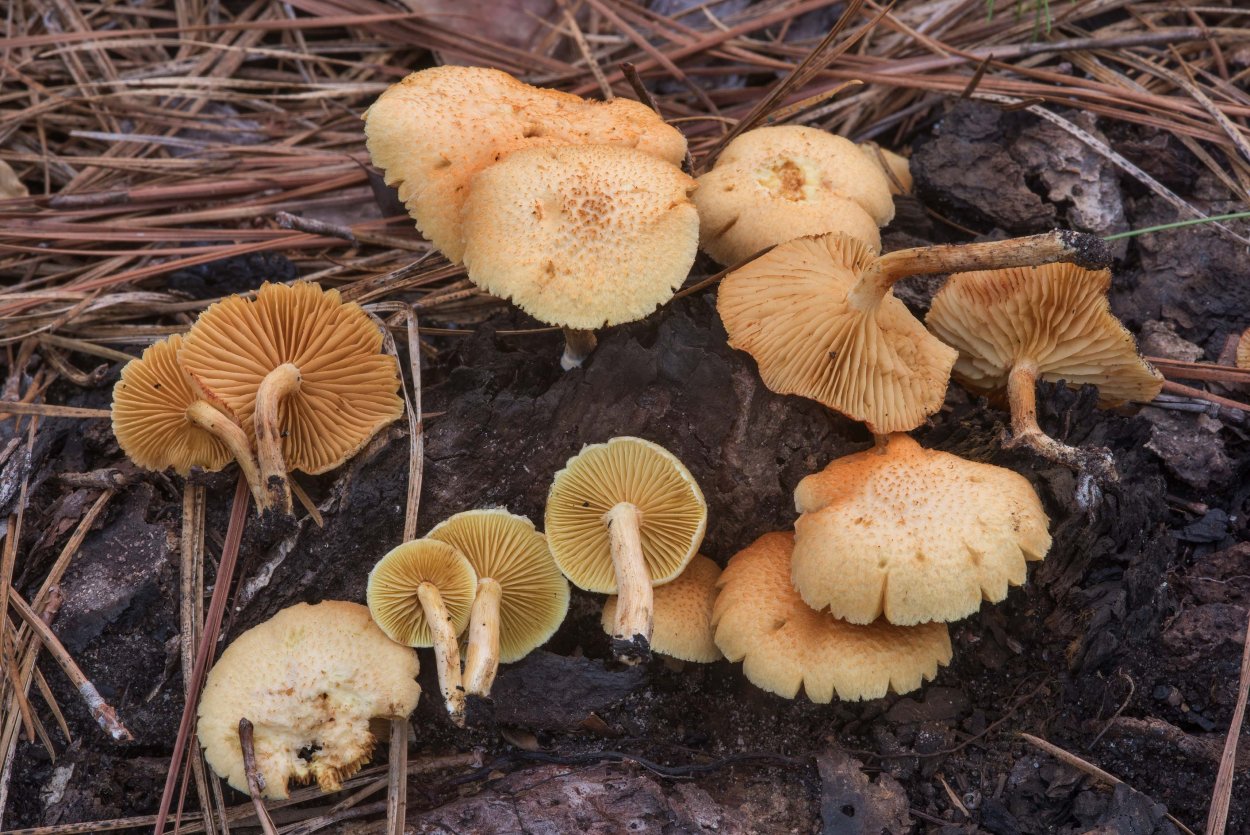 Gymnopilus junonius
