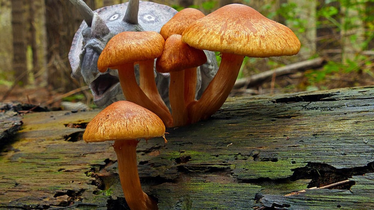 Laughing Jim Mushroom