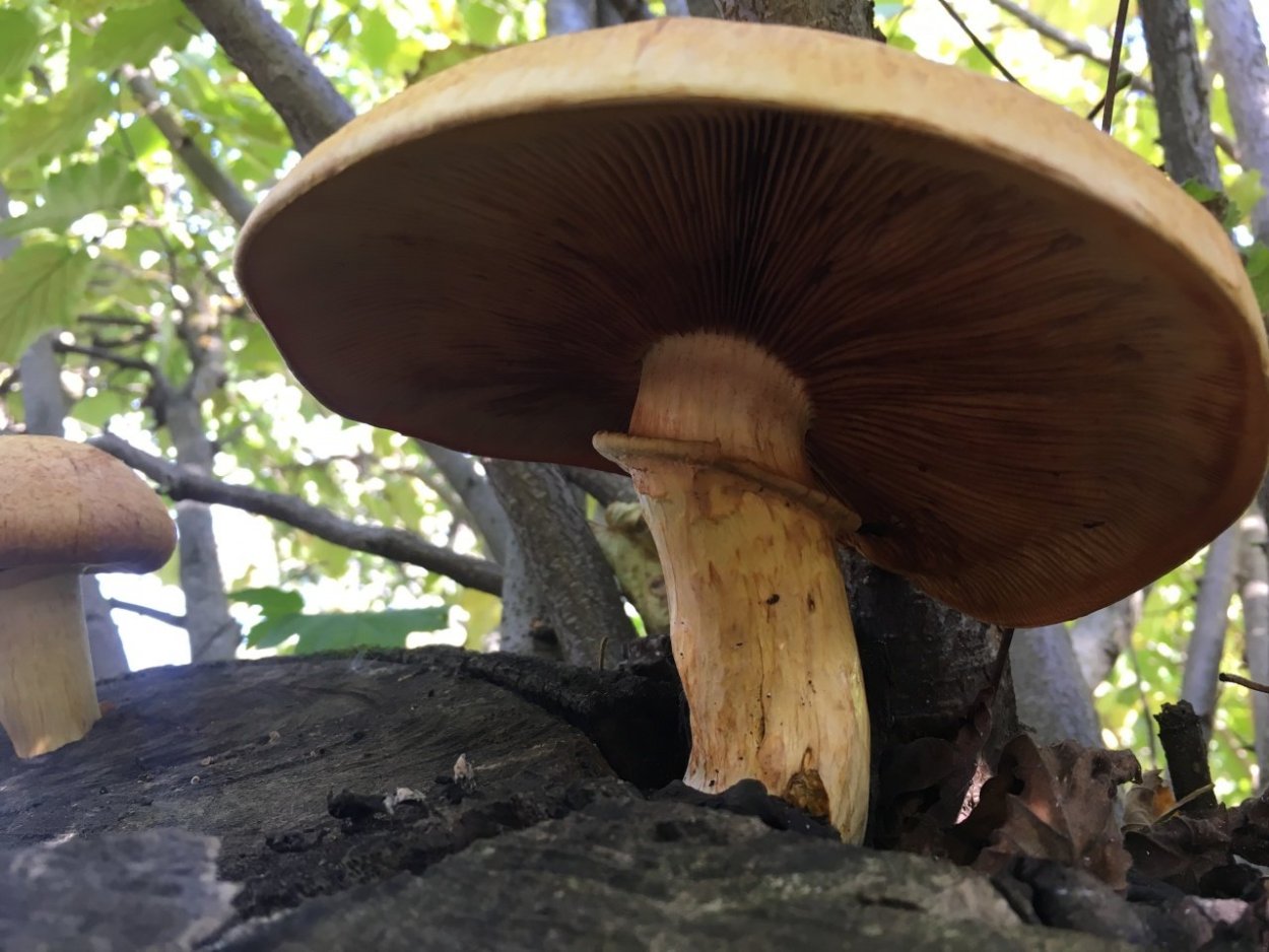 Gymnopilus sapineus
