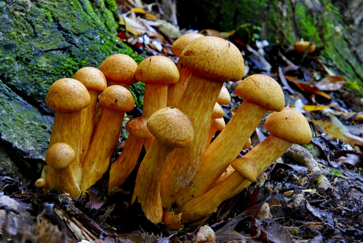 Gymnopilus junonius