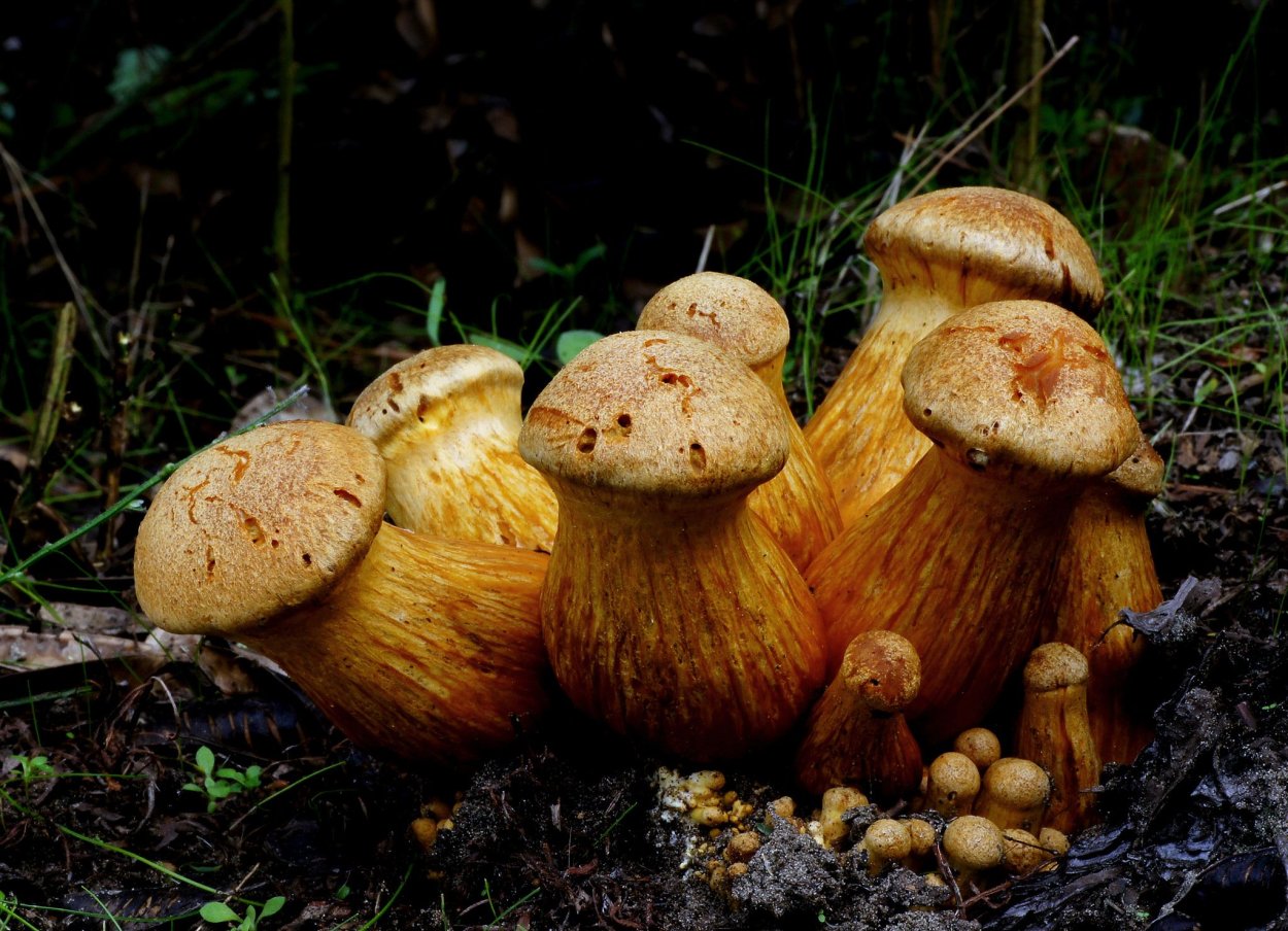 Laughing Jim Mushroom