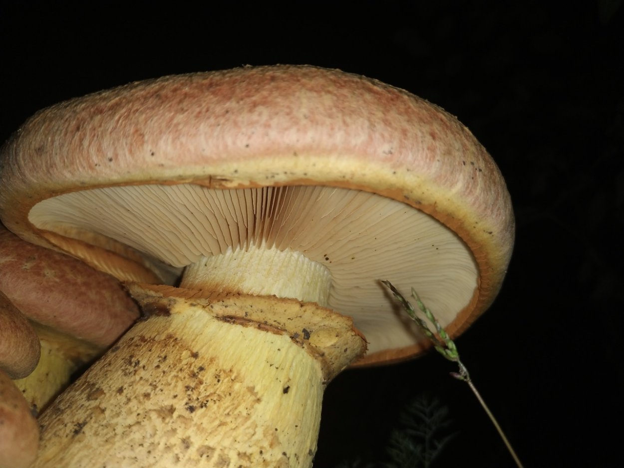 Gymnopilus purpuratus