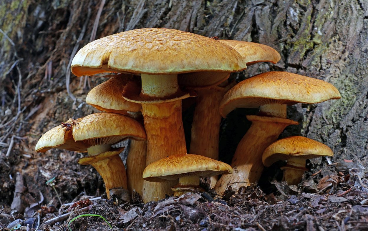 Gymnopilus luteofolius Гимнопил желтопластинчатый
