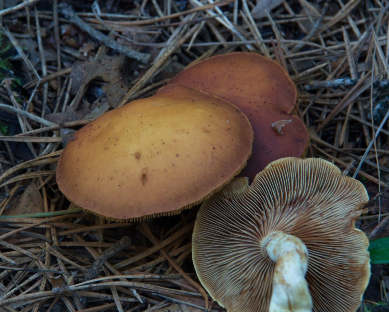 Gymnopilus junonius