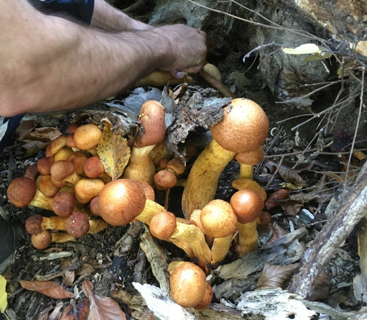 Gymnopilus junonius