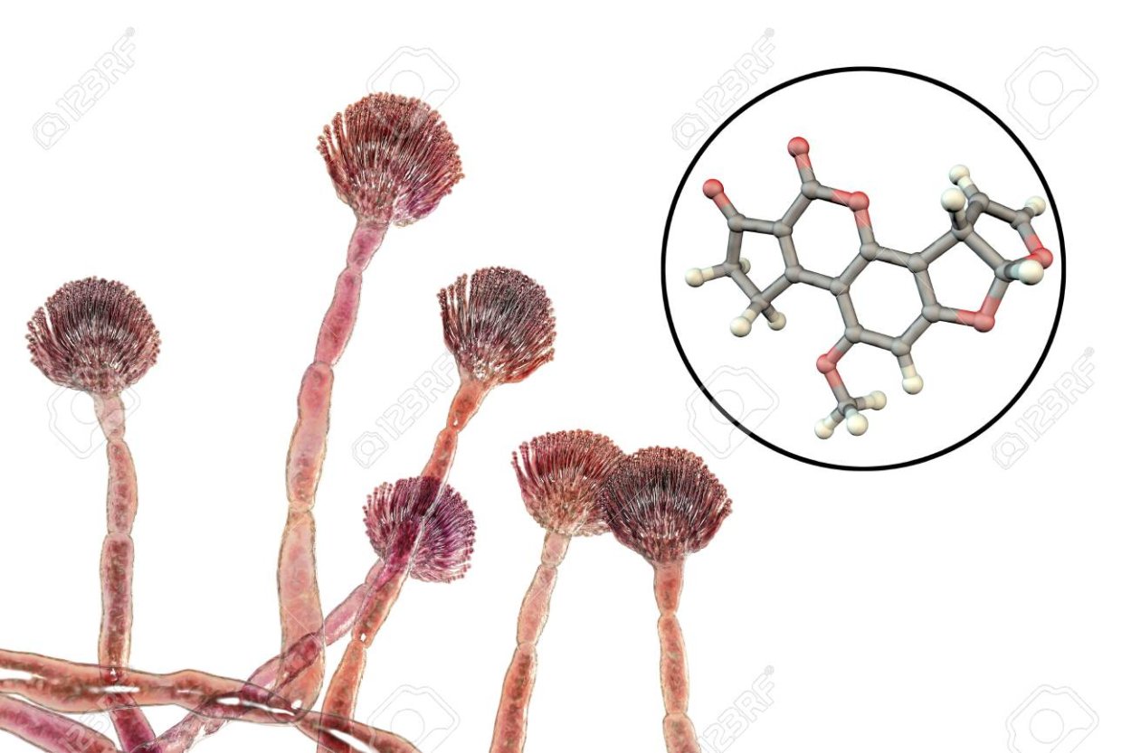 Клейстотеций Aspergillus