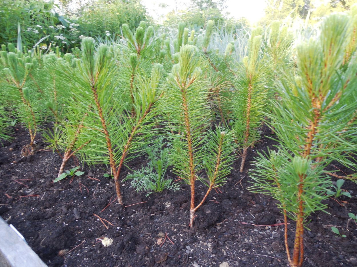 Pinus mugo Hesse
