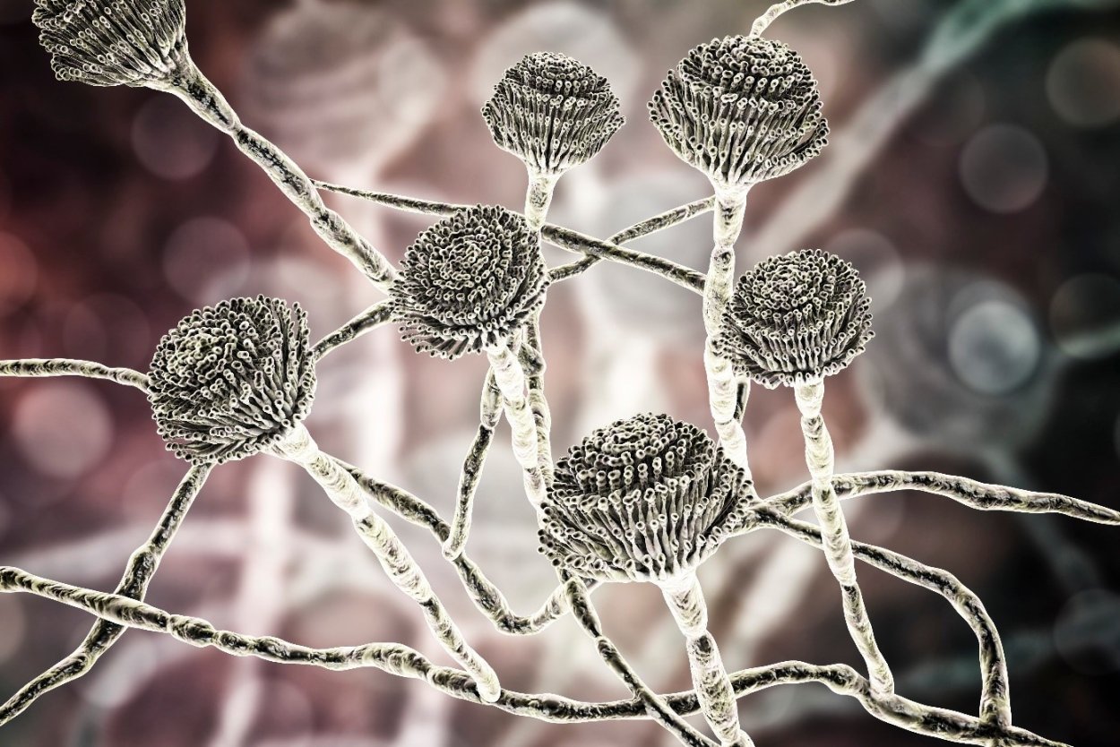 Мицелий Aspergillus под микроскопом