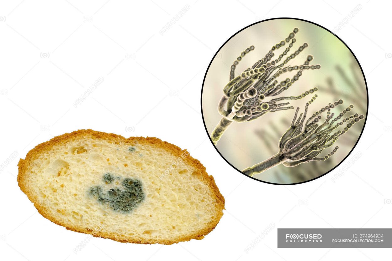 Penicillium frequentans