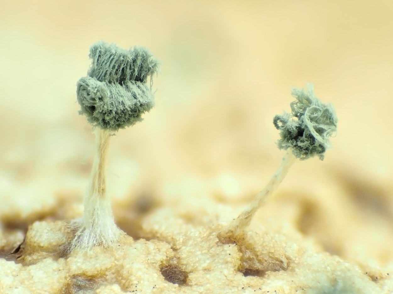 Микроскопические грибы примеры
