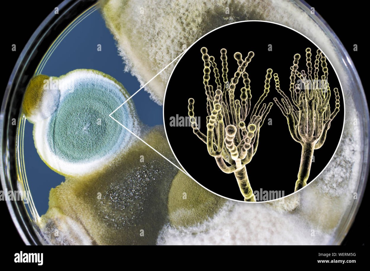 Penicillium funiculosum
