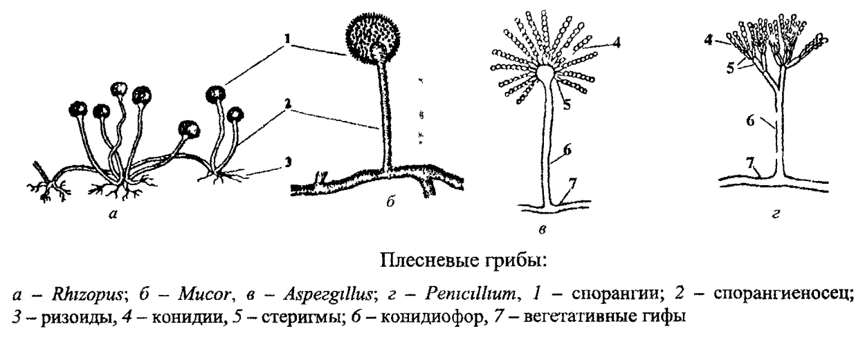 Плесневые грибы микробиология строение