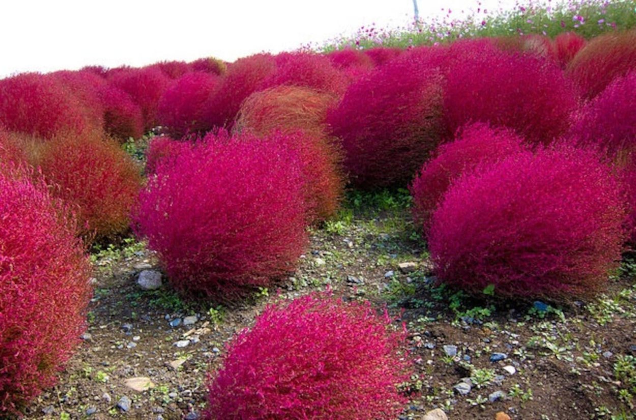Кохия летний Кипарис