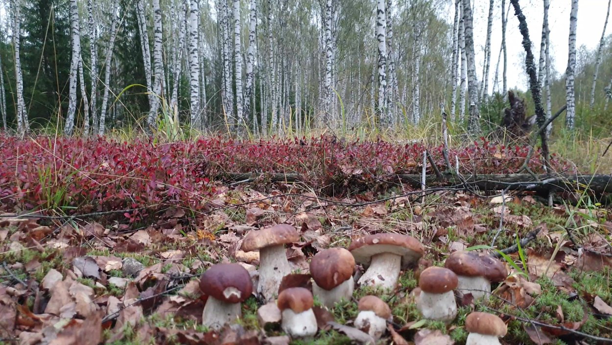 Грибы в Нижегородской области