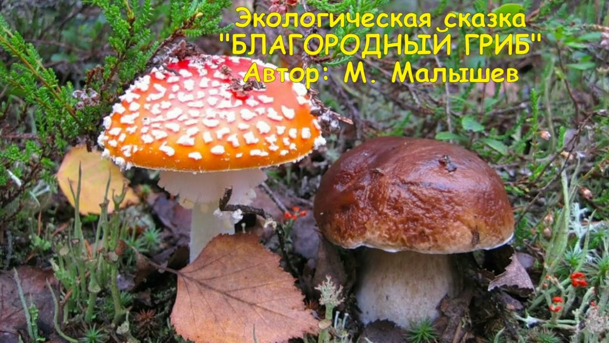 Сморчки в корзине