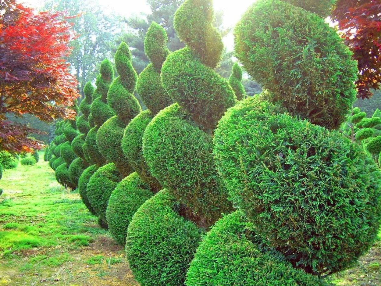 Тоскана Италия Кипарис вечнозеленый