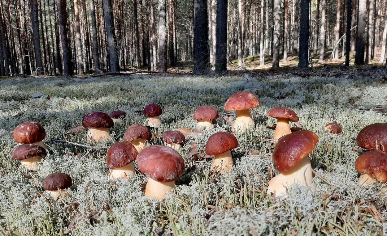 Грибная Поляна белых белых грибов
