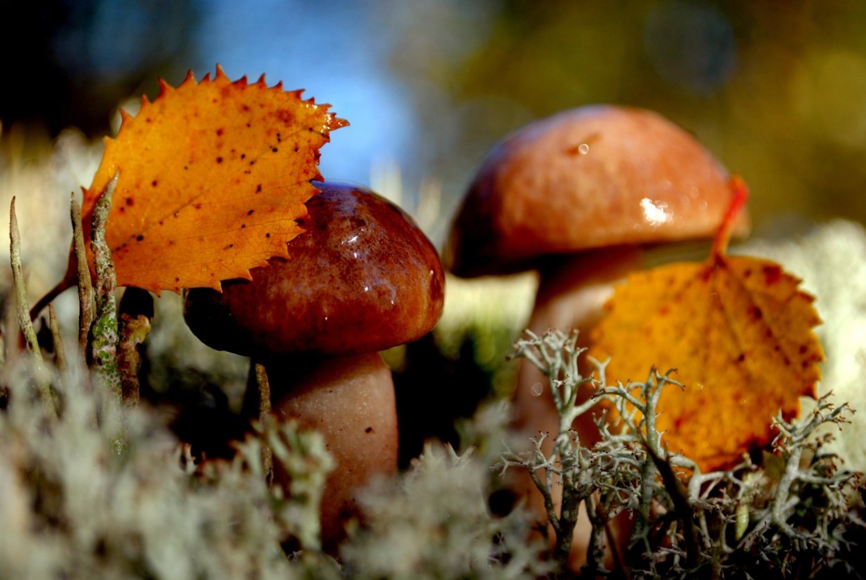Наталы грибы