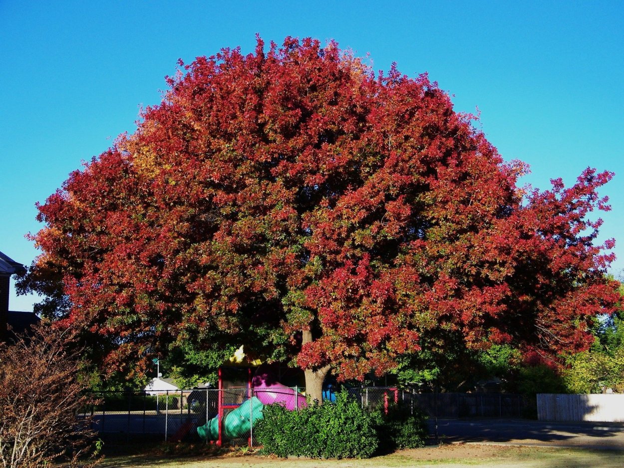 Дуб красный, Северный Quercus rubra