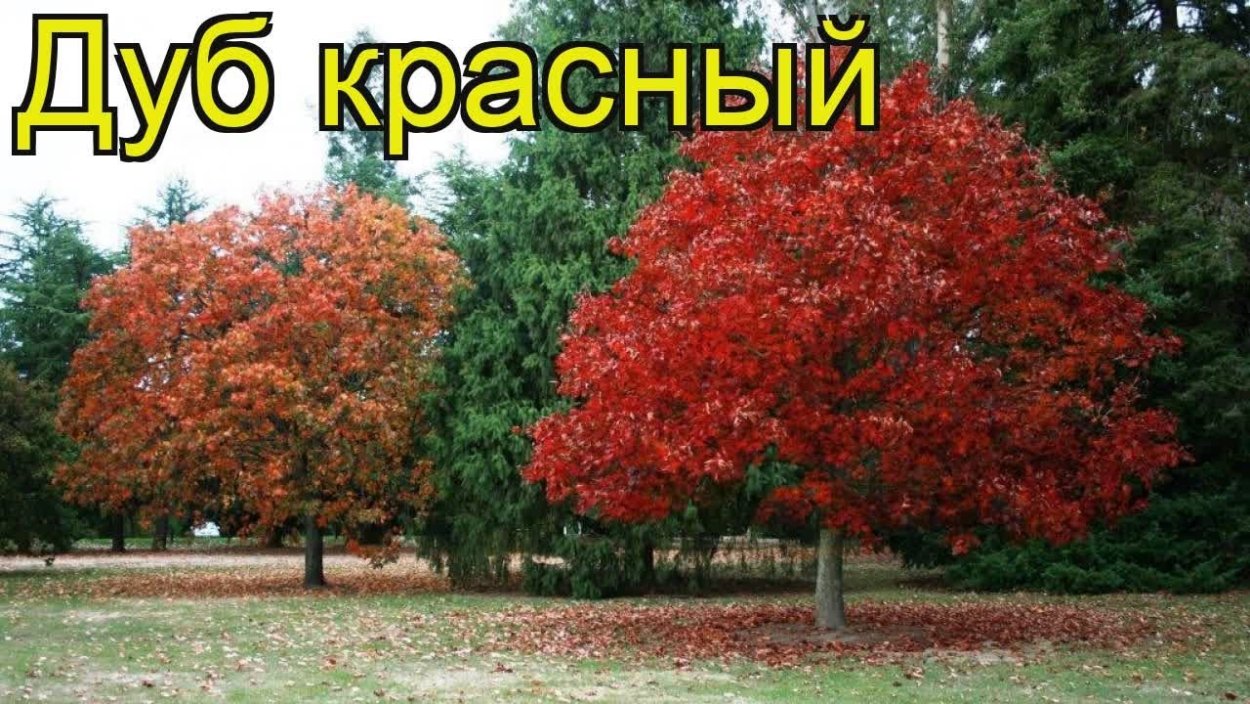 Дуб красный "канадский" 3-х летний (Red Canadian Oak)