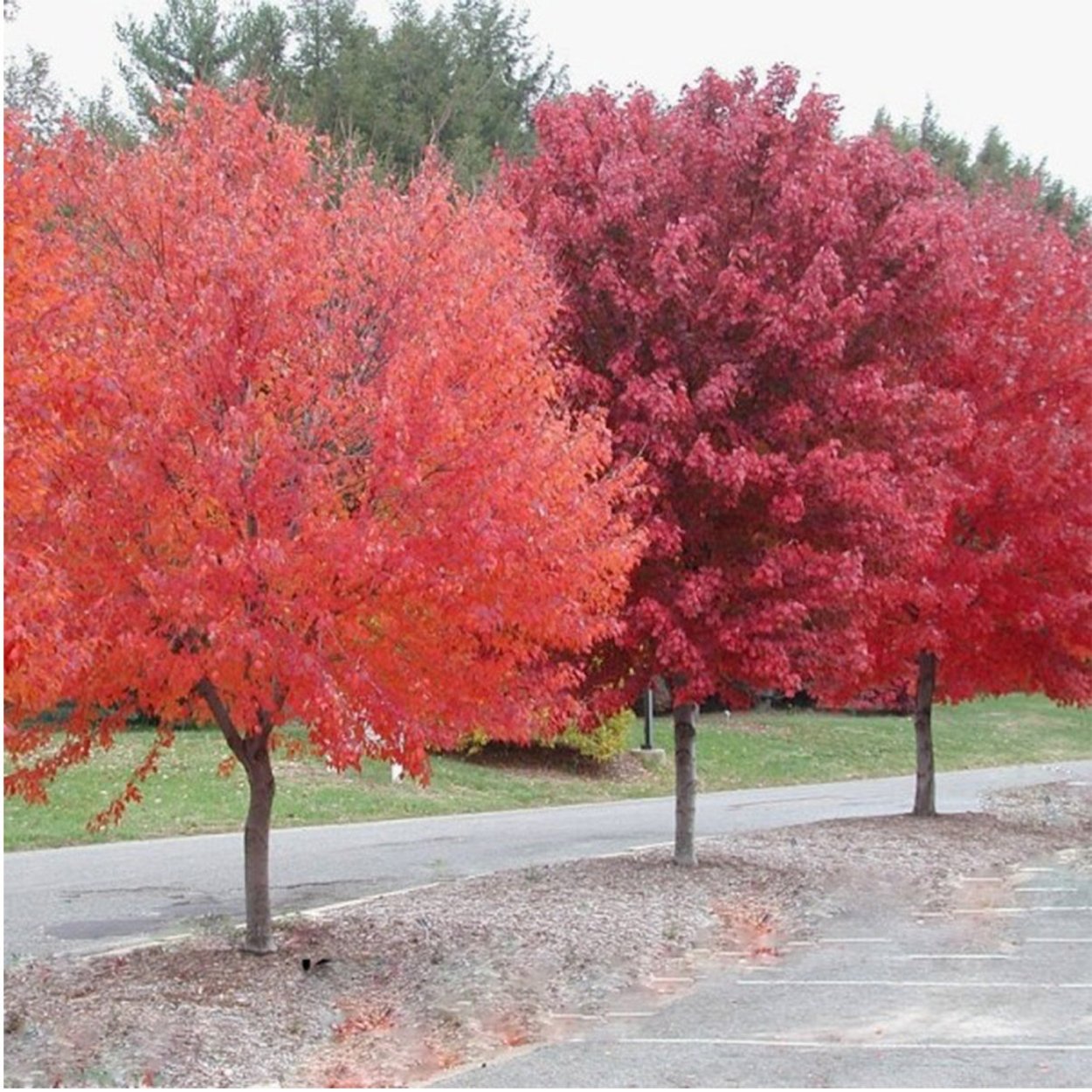 Acer rubrum 'Red Sunset'