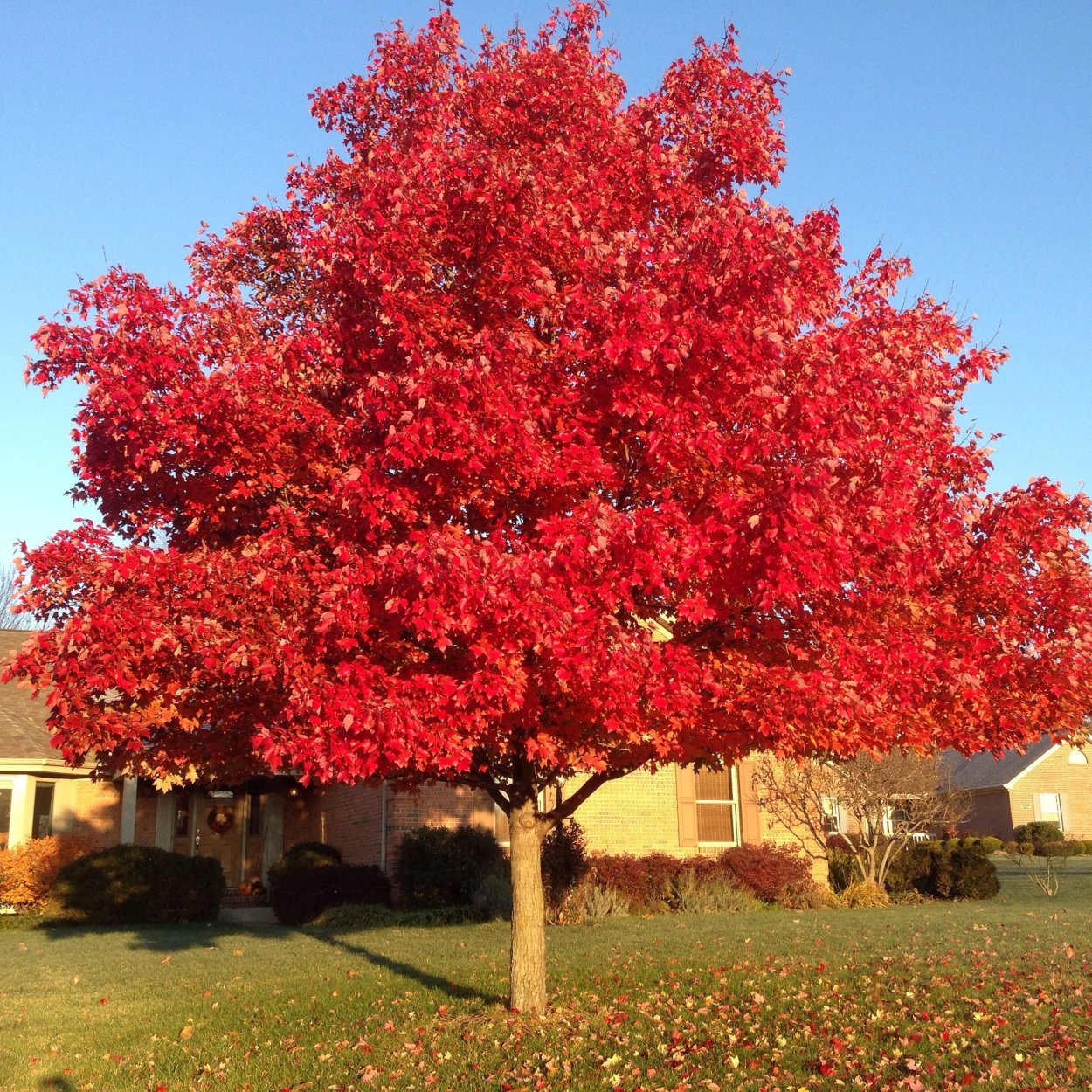 Клен красный Acer rubrum