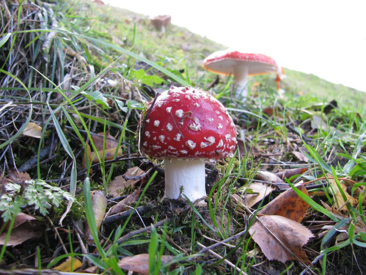 Agaricus muscarius — красный мухомор