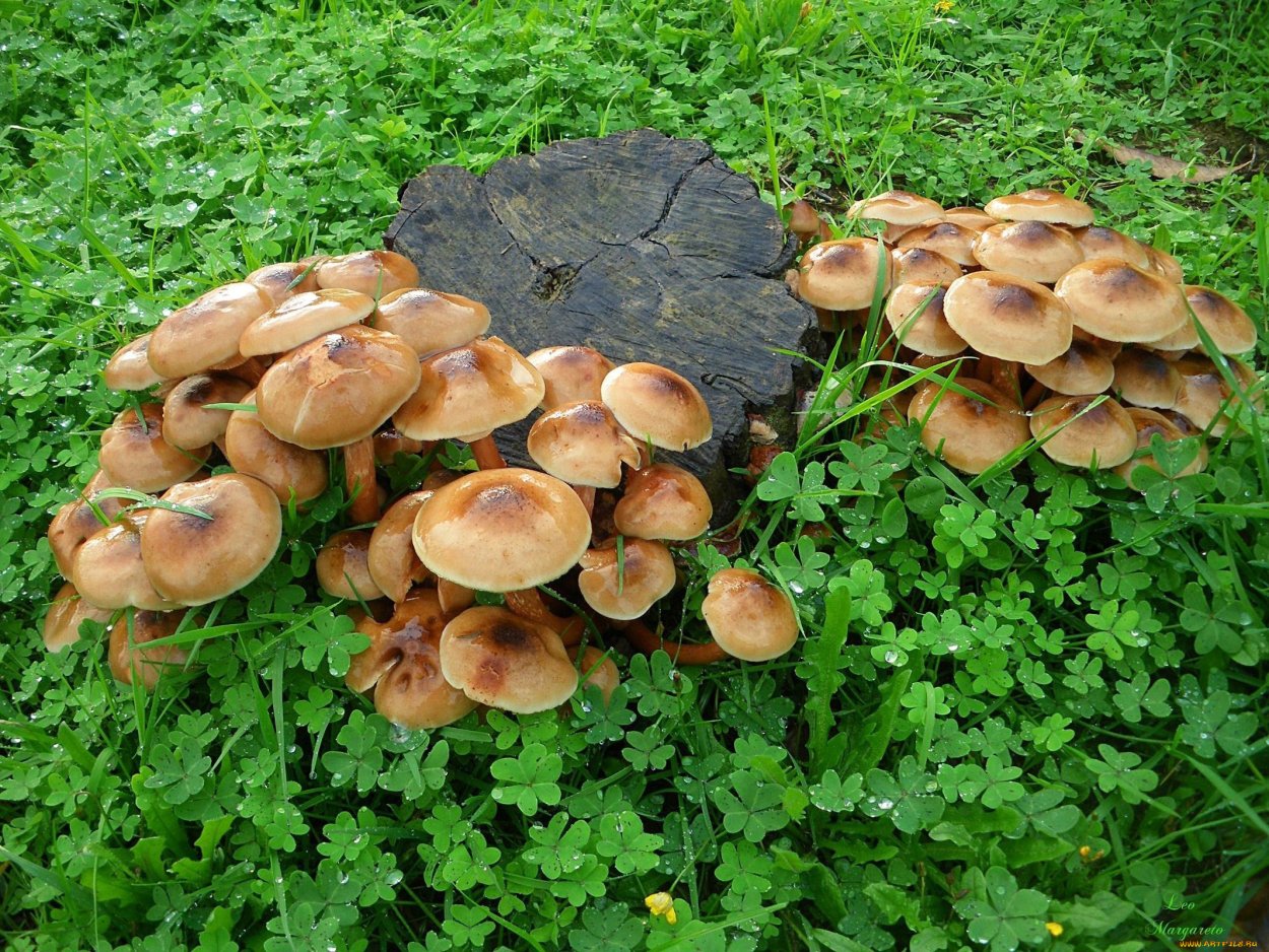 Грибы дорожки фото