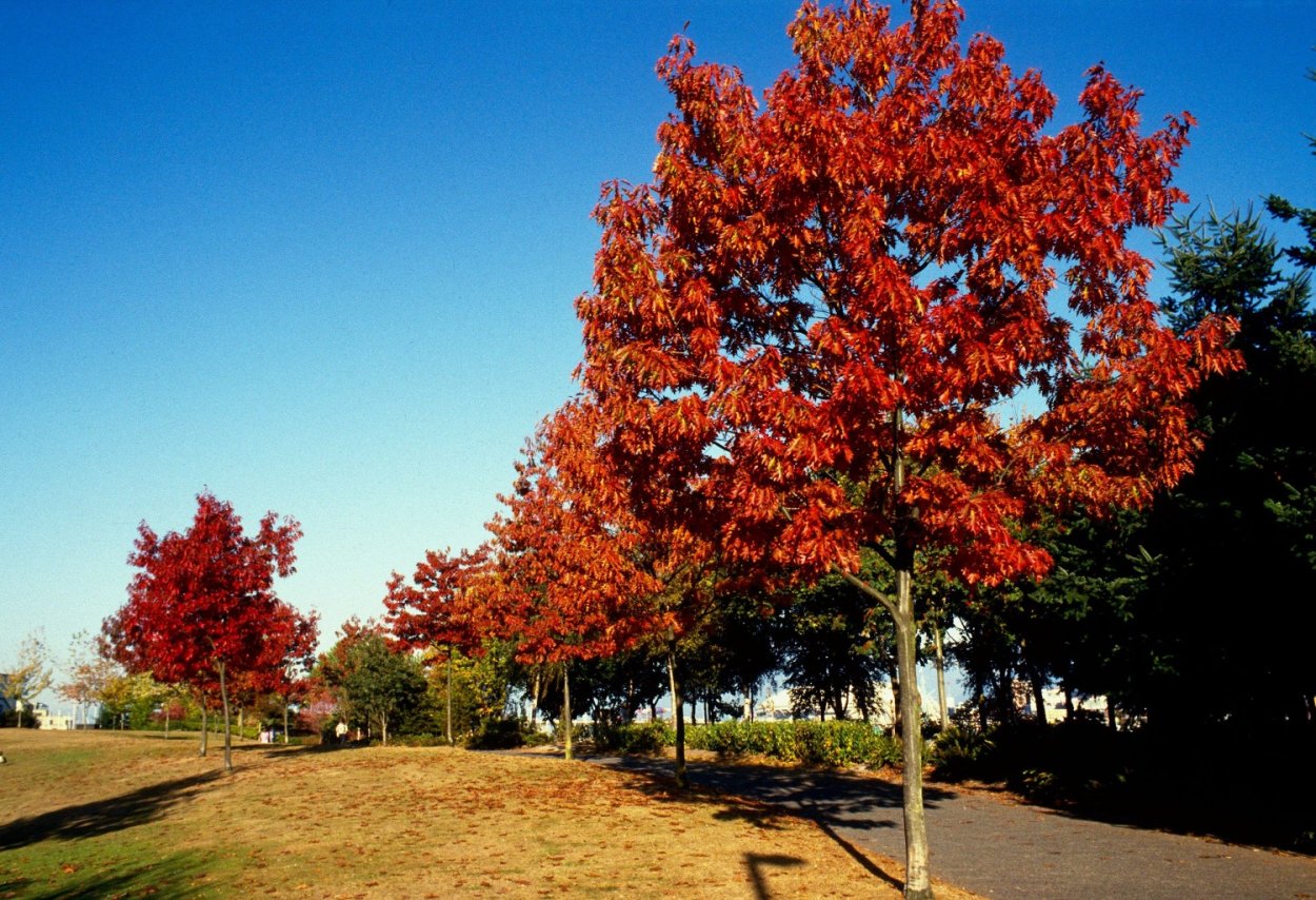 Дуб красный Quercus rubra