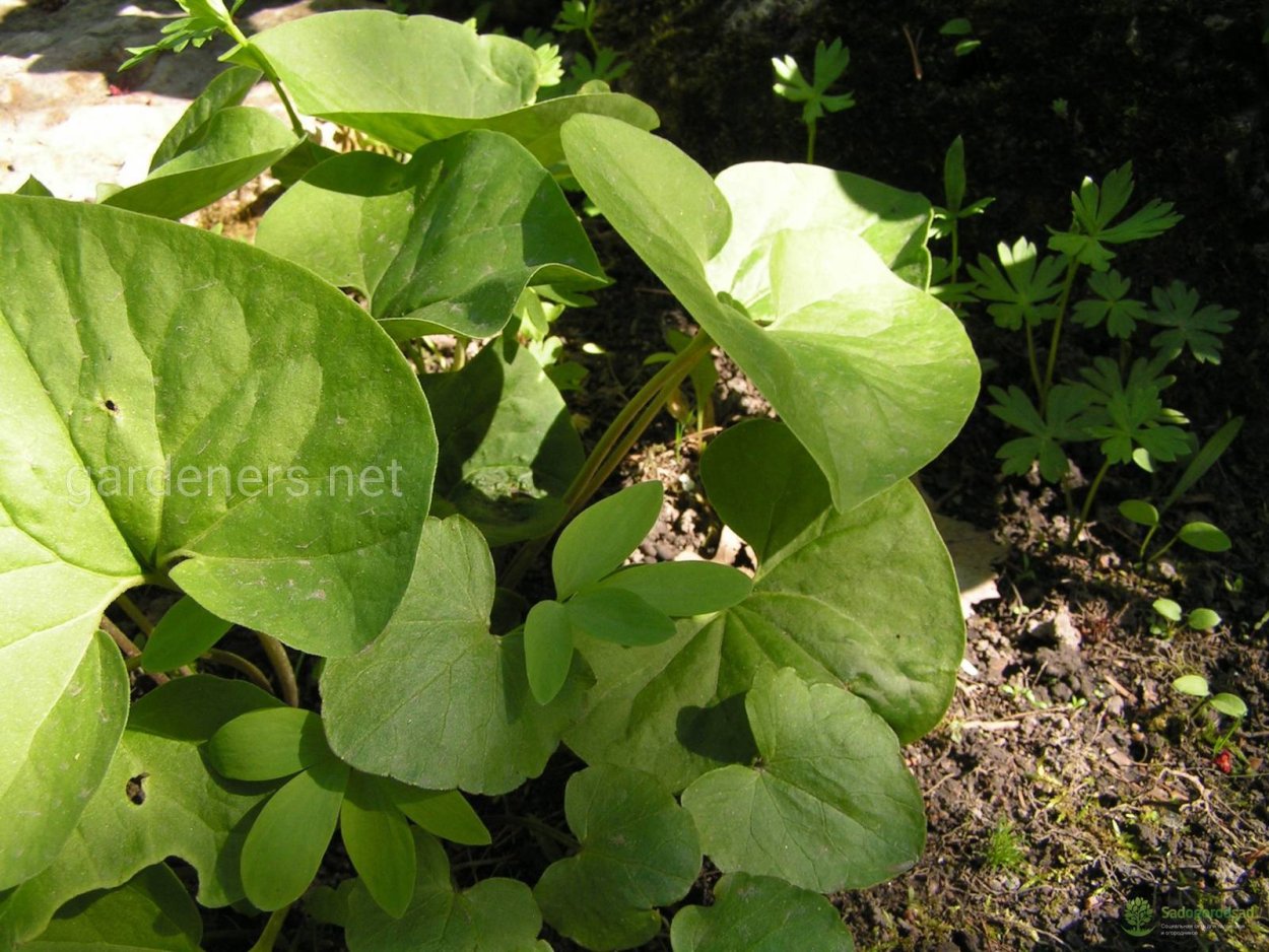 Копытень Asarum europaeum