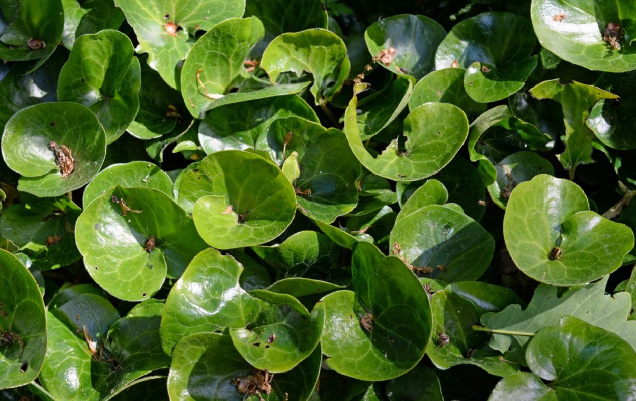 Asarum europaeum l. копытень Европейский