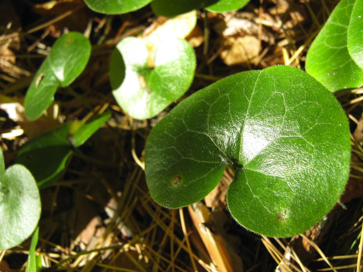 Копытень Европейский Asarum europaeum