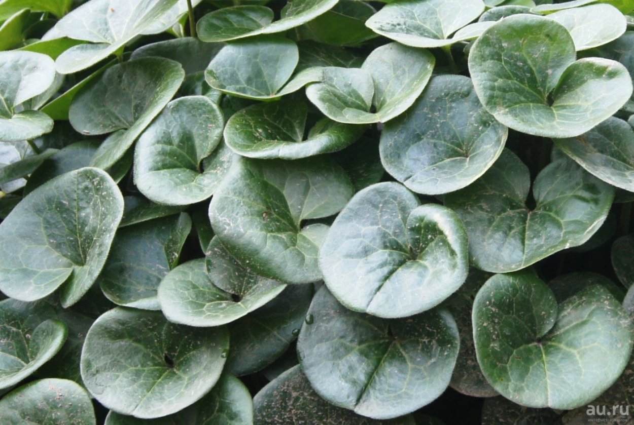 Копытень канадский Asarum canadense