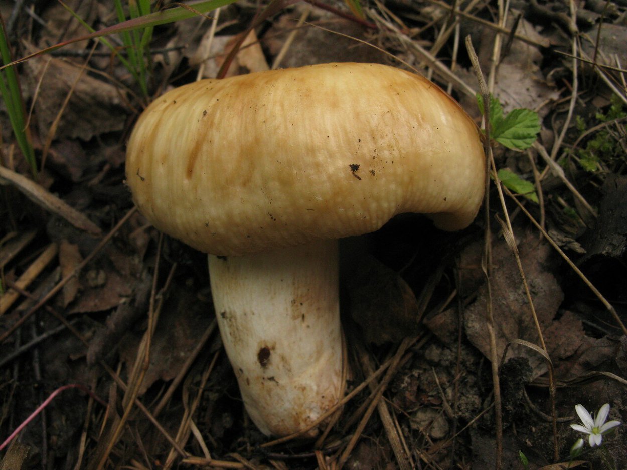 Валуй (Russula Foetens)