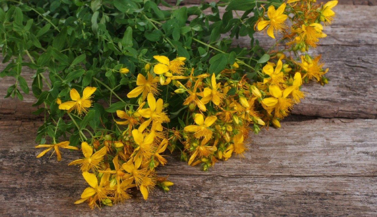 Зверобой распростёртый