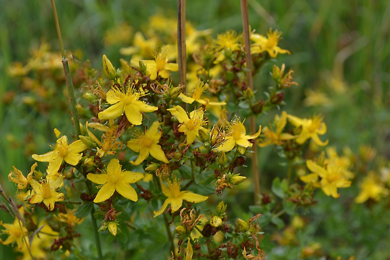 Зверобой Степной