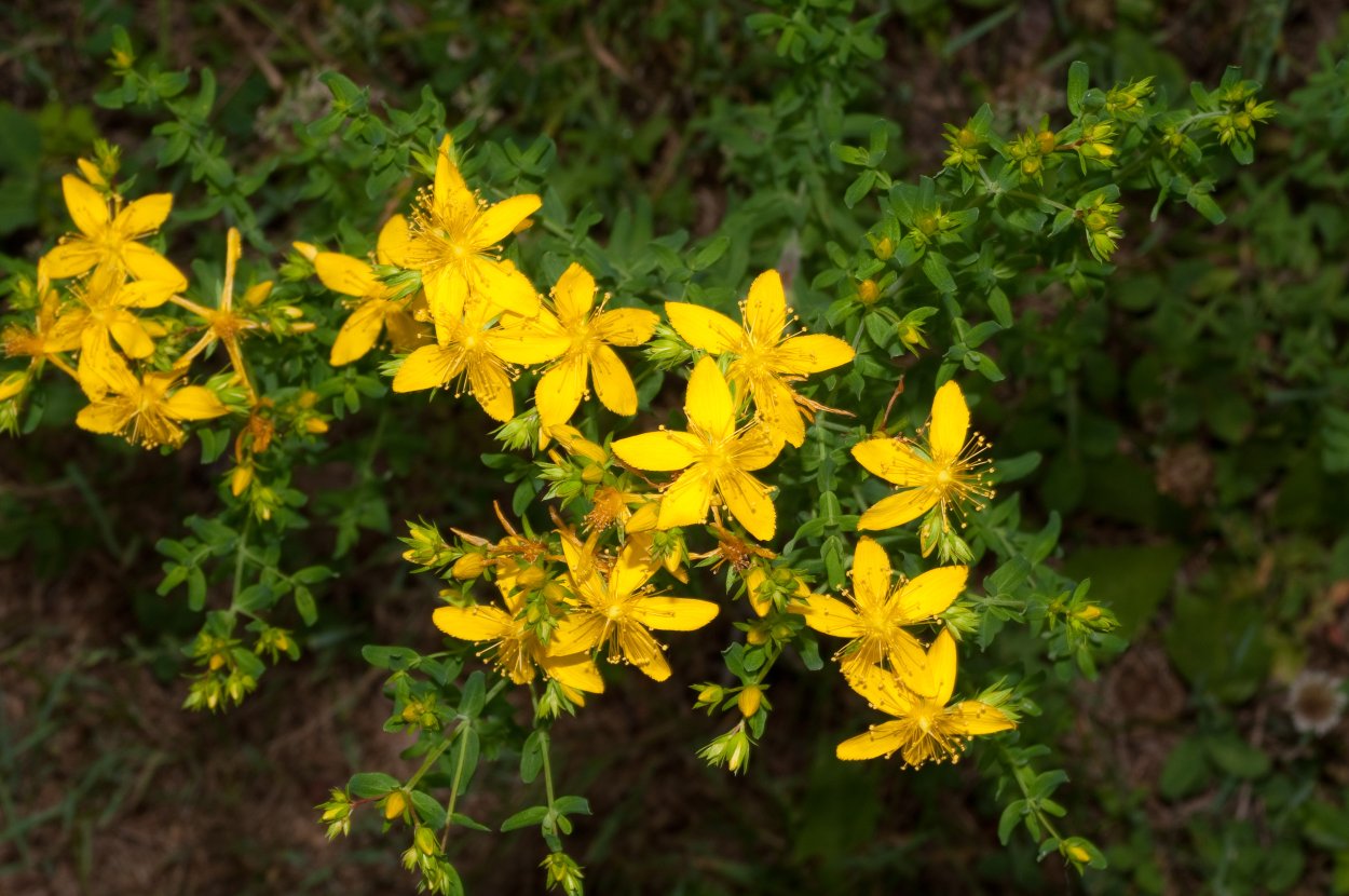 Зверобой продырявленный (обыкновенный)