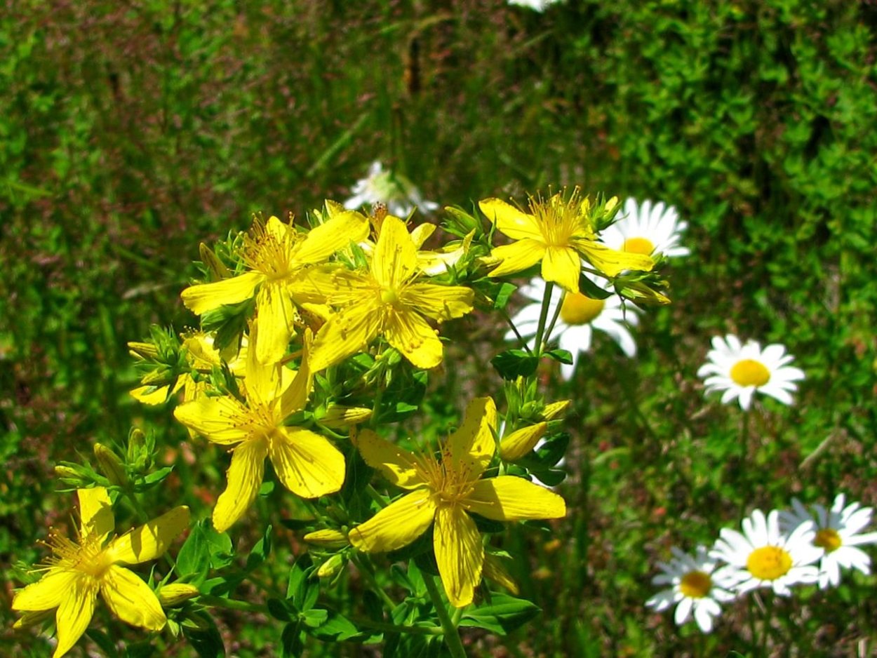 Мята зверобой Ромашка