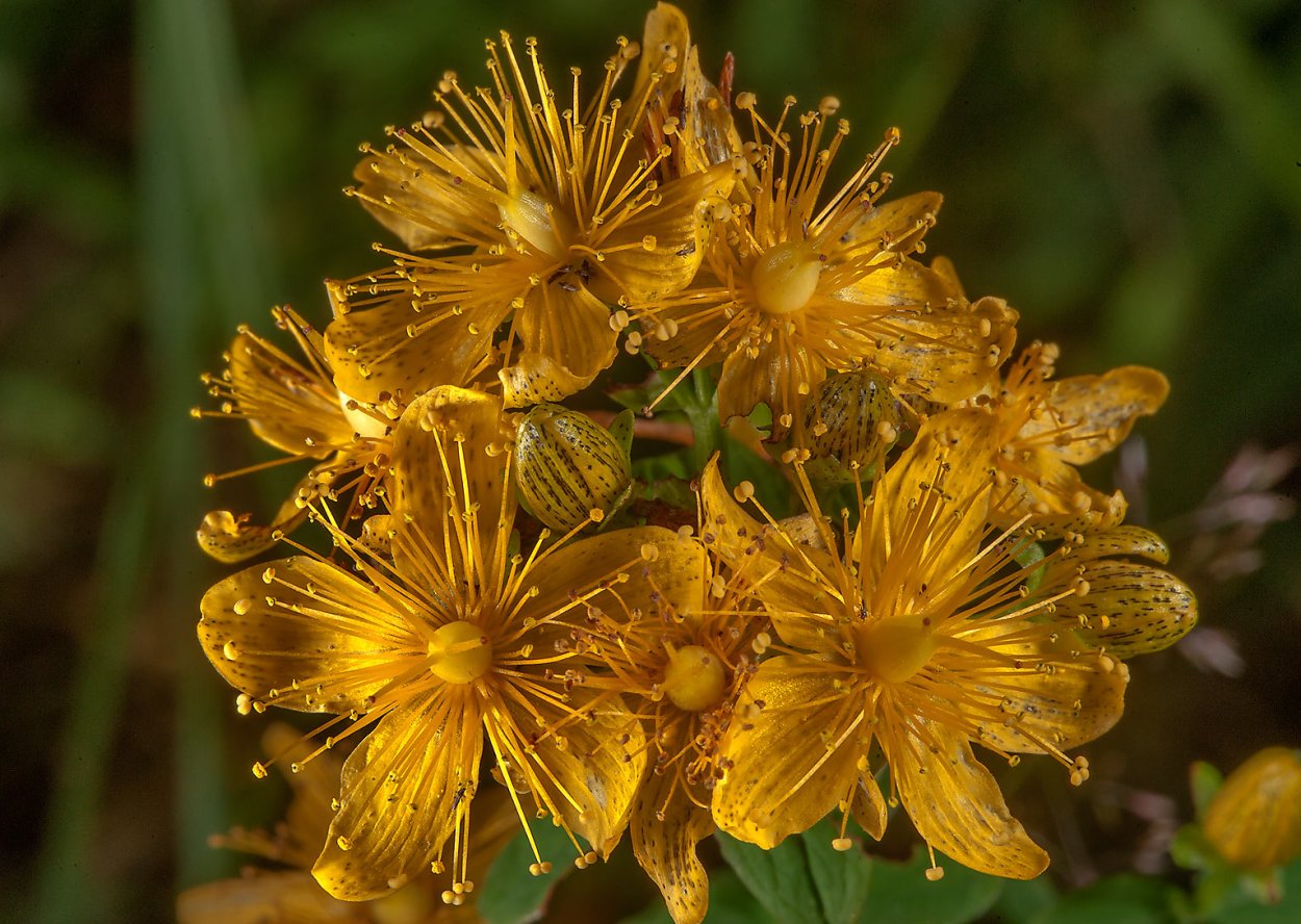Зверобой продырявленный (Hypericum perforatum)