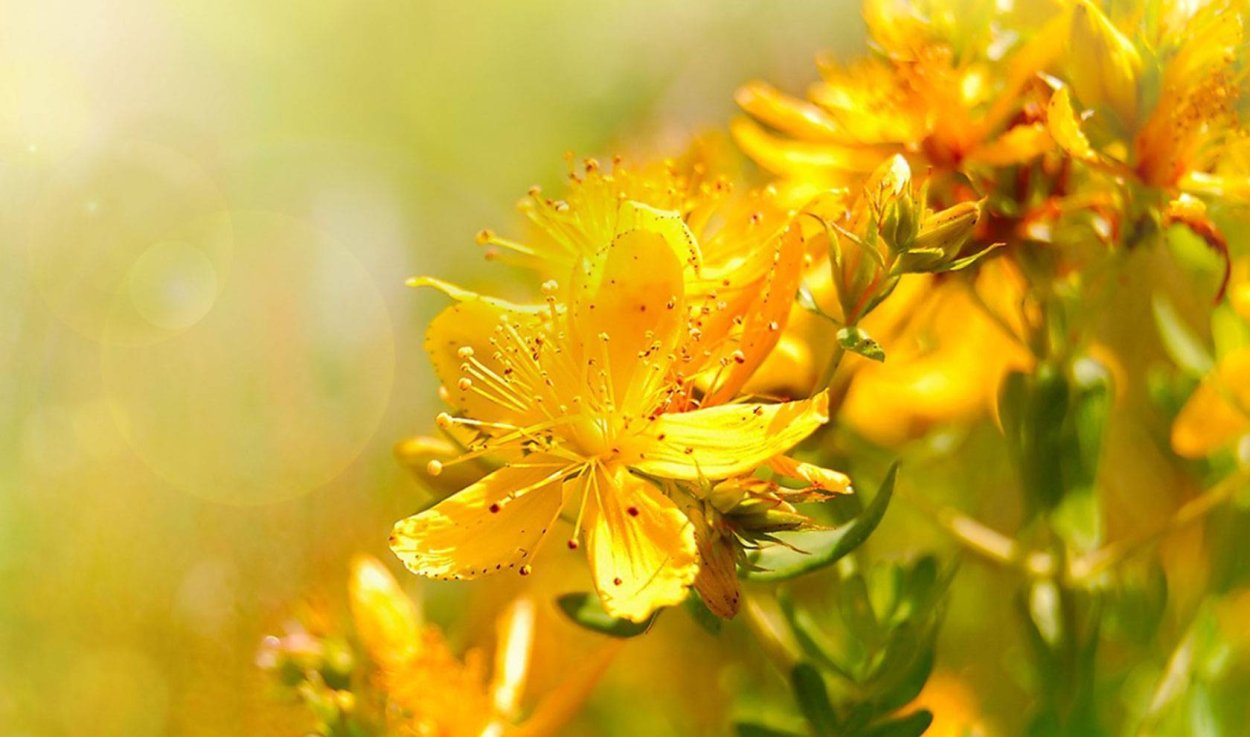 Зверобой трава для мужчин