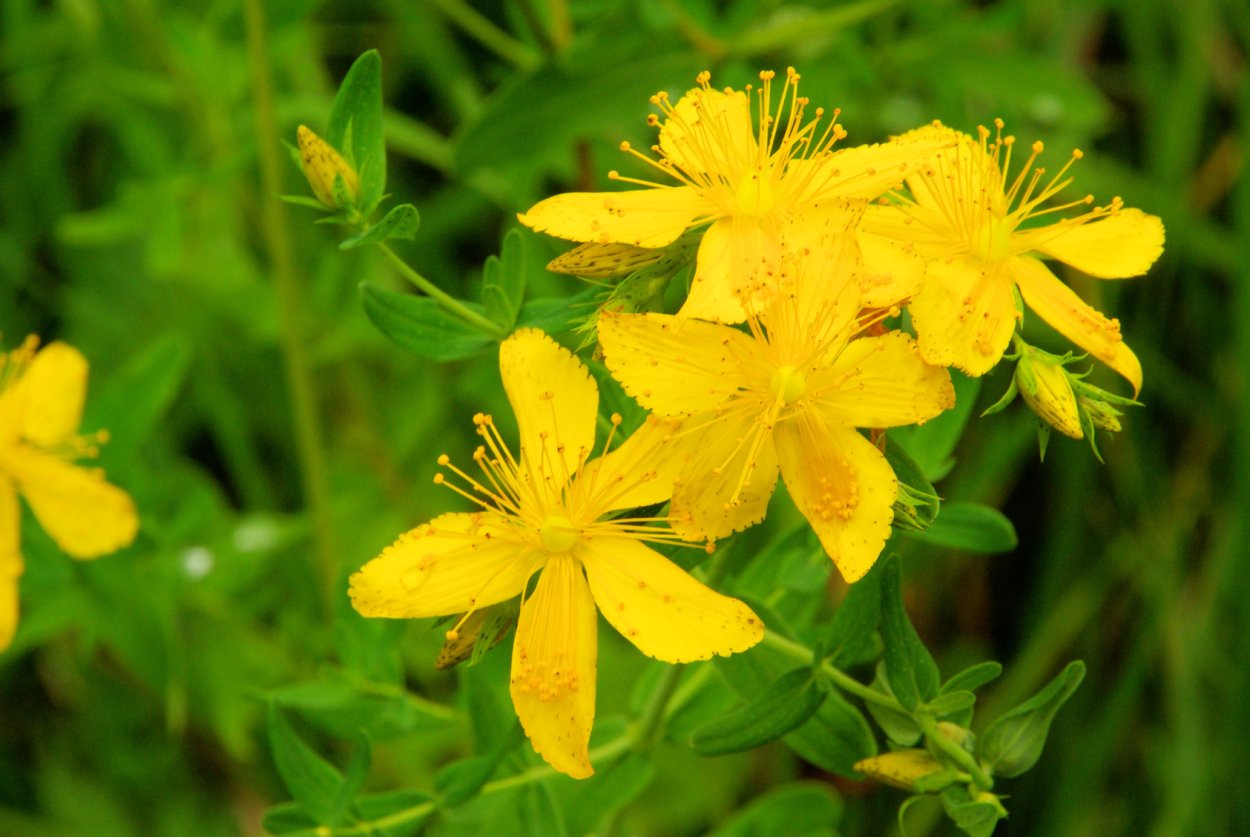 Зверобой горный(Hypericum montanum l.)