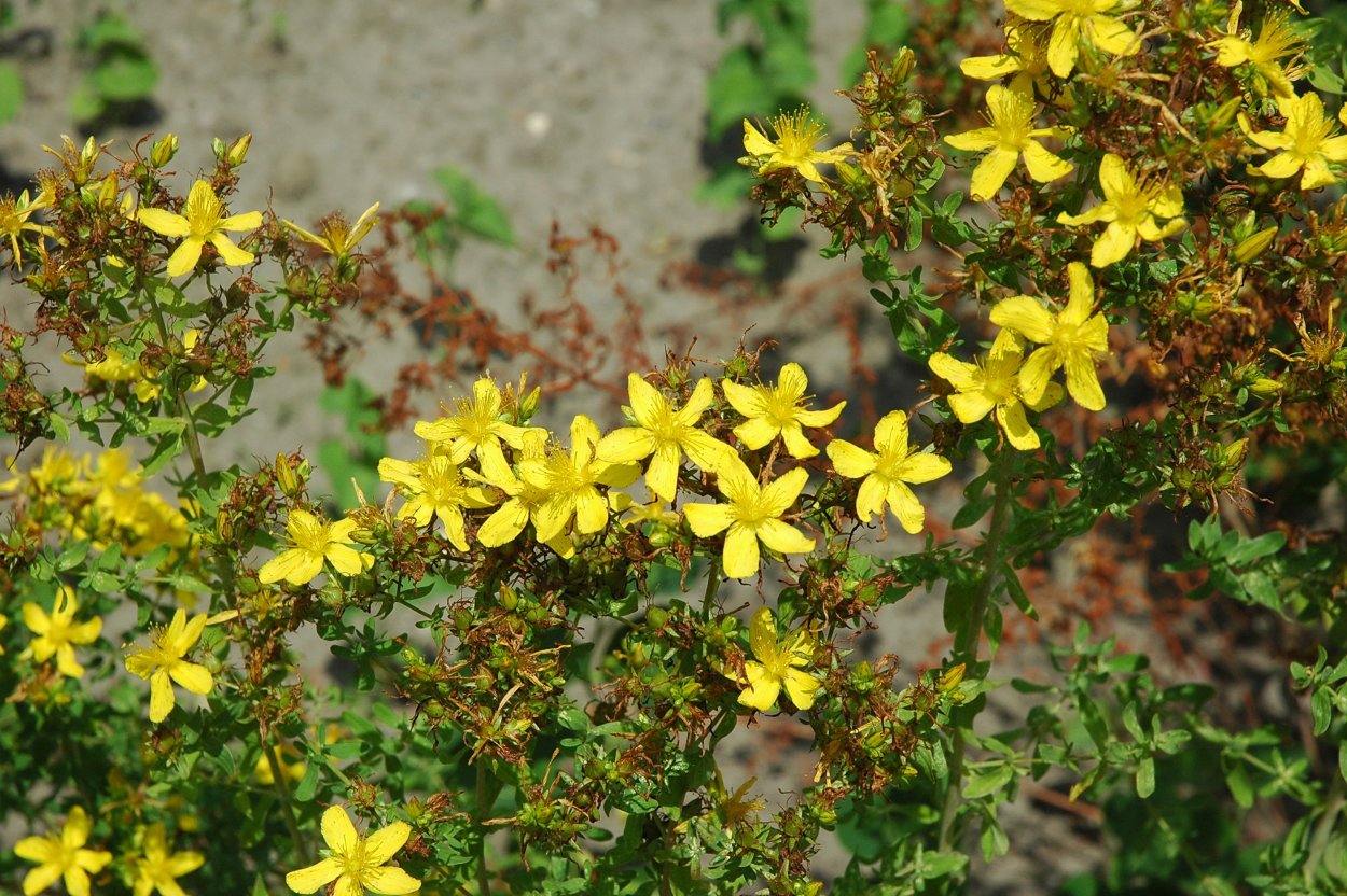 Зверобой Янтарный лекарь